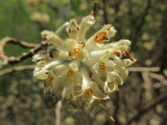 Edgeworthia chrysantha