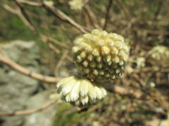 Edgeworthia chrysantha