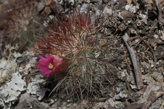 Mammillaria rekoi