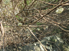 Edgeworthia chrysantha