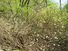 Edgeworthia chrysantha