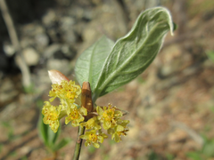 Lindera sericea