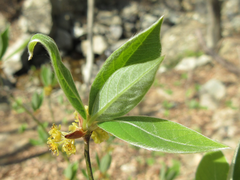 Lindera sericea