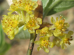 Lindera sericea