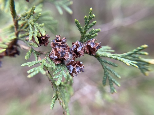 Atlantic white cedar