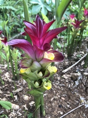Curcuma zedoaria