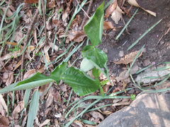 Arisaema ringens