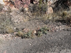 Penstemon bicolor roseus