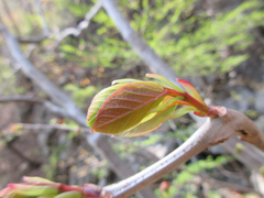 Neoshirakia japonica