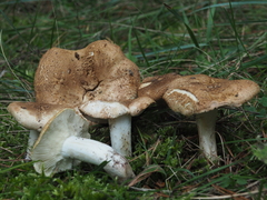 Tricholoma apium