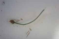 Sarsia