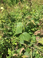 Pueraria montana lobata