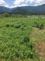 Pueraria montana lobata