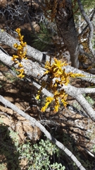 Arceuthobium campylopodum