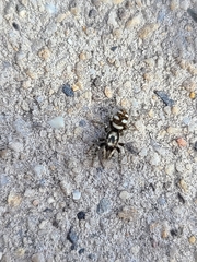 Salticus scenicus