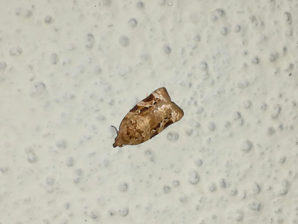 Argyrotaenia montezumae