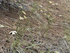 Triteleia ixioides anilina