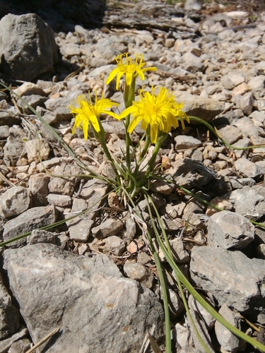 hadomor rakúsky (Takhtajaniantha austriaca)