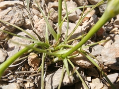 Takhtajaniantha austriaca