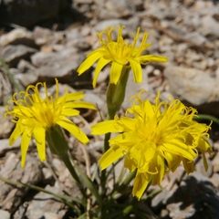 Takhtajaniantha austriaca