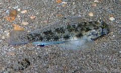 Gnatholepis knighti