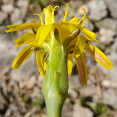 Takhtajaniantha austriaca