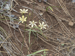 Triteleia ixioides anilina