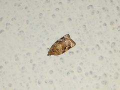 Argyrotaenia montezumae