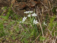 Ornithogalum umbellatum