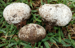 Mycenastrum corium