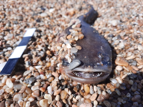 Toadfish (Porichthys porosissimus) — Batrachoididae — 5