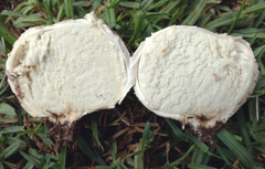 Mycenastrum corium