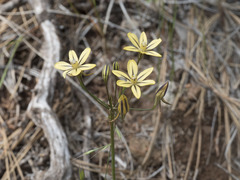 Triteleia ixioides anilina