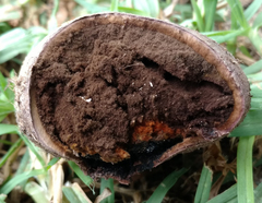 Mycenastrum corium