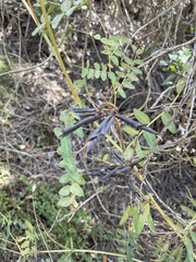 Vicia nigricans
