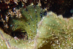 Taenianotus triacanthus