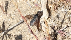 Hemipenthes morioides