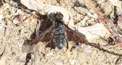 Hemipenthes morioides