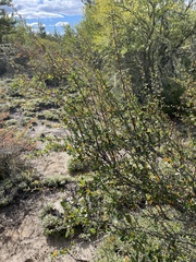 Berberis microphylla