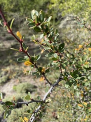 Berberis microphylla