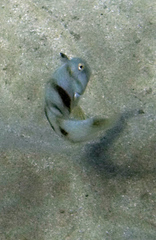 Iniistius aneitensis