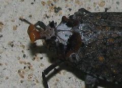 Phrictus auromaculatus