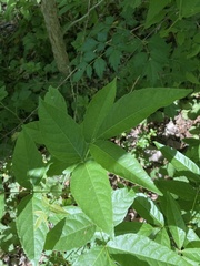 Ungnadia speciosa