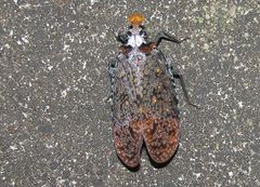 Phrictus auromaculatus