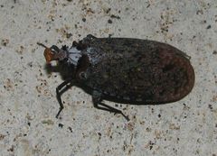 Phrictus auromaculatus