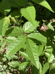 Ungnadia speciosa