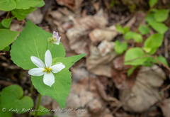 Viola canadensis canadensis