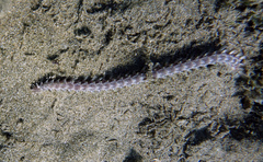 Pherecardia striata