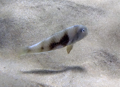 Iniistius aneitensis