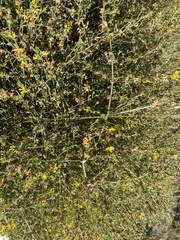 Acmispon junceus junceus